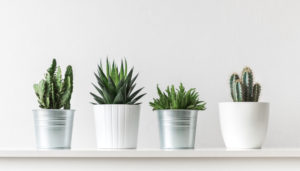 ¿Tienes plantas en casa?